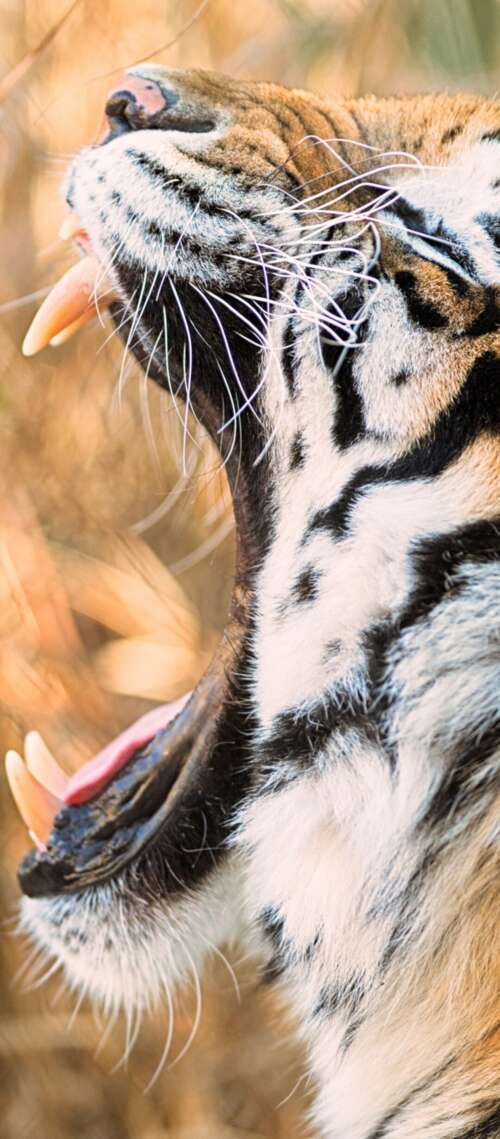 A close-up shot of a Siberian tiger roaring with its mouth wide open. Oukitel WP56 wallpaper images