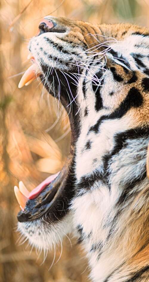 A close-up shot of a Siberian tiger roaring with its mouth wide open. Sharp Aquos C10 wallpaper images