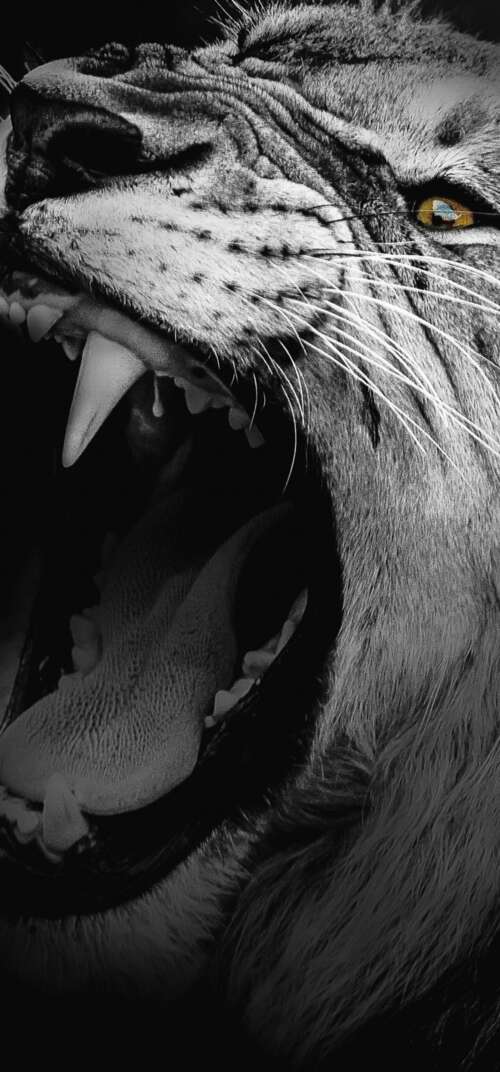 A high-contrast, monochrome close-up of an African lion roaring with its mouth wide... Samsung Galaxy S26 Ultra hand phone wallpaper