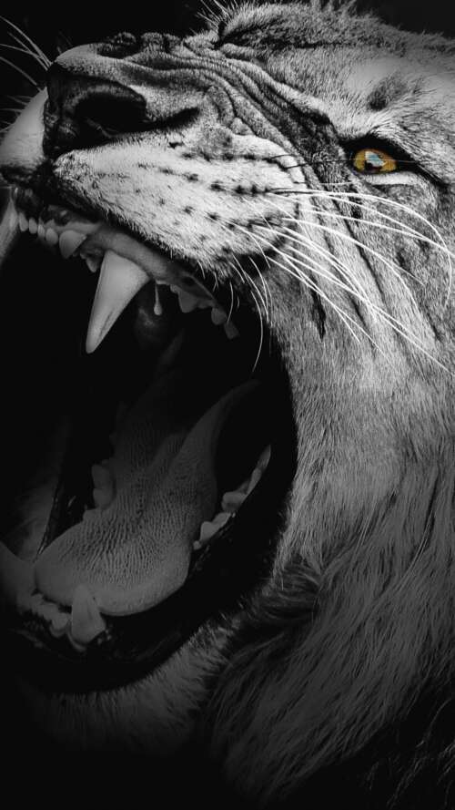 A high-contrast, monochrome close-up of an African lion roaring with its mouth wide... Apple iPhone SE 2022 background images hd