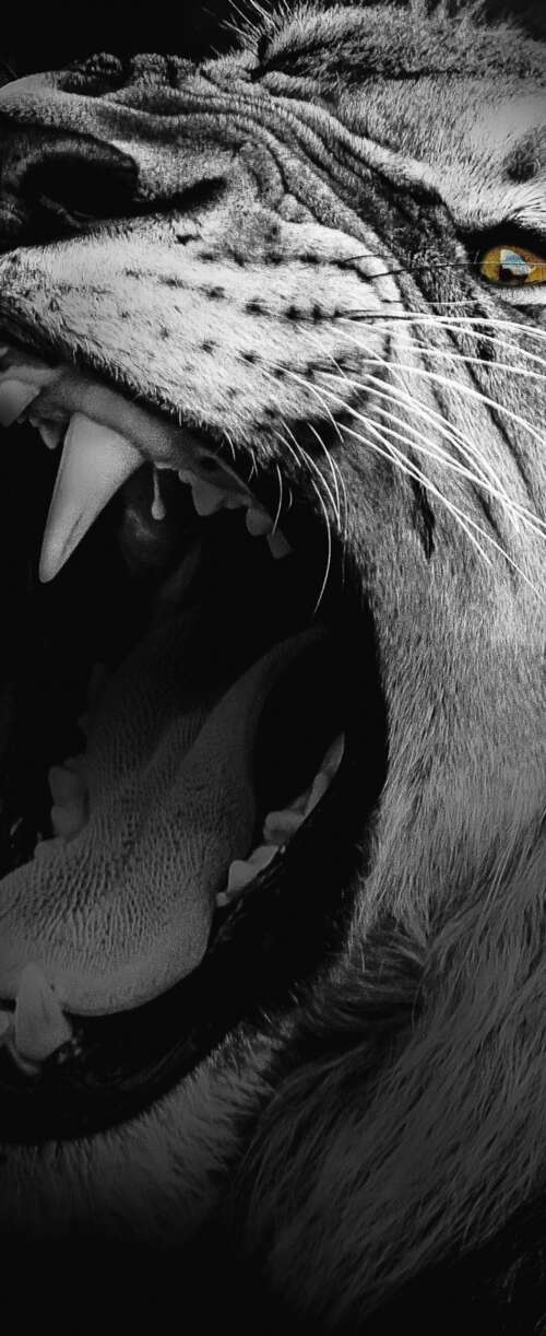 A high-contrast, monochrome close-up of an African lion roaring with its mouth wide... Samsung Galaxy Z Flip7 FE free wallpaper