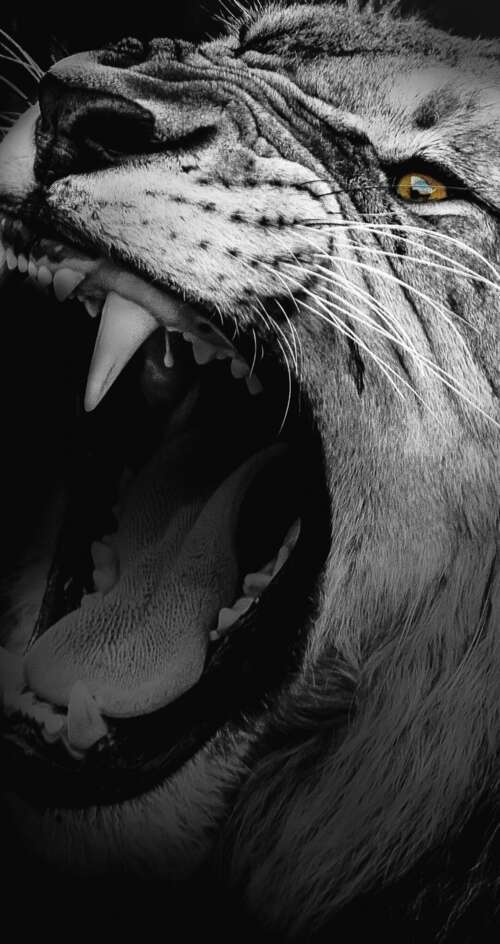 A high-contrast, monochrome close-up of an African lion roaring with its mouth wide... Sharp Aquos C10 wallpaper
