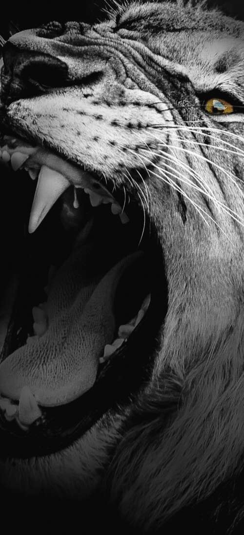 A high-contrast, monochrome close-up of an African lion roaring with its mouth wide... Oppo A6 GT mobile wallpaper