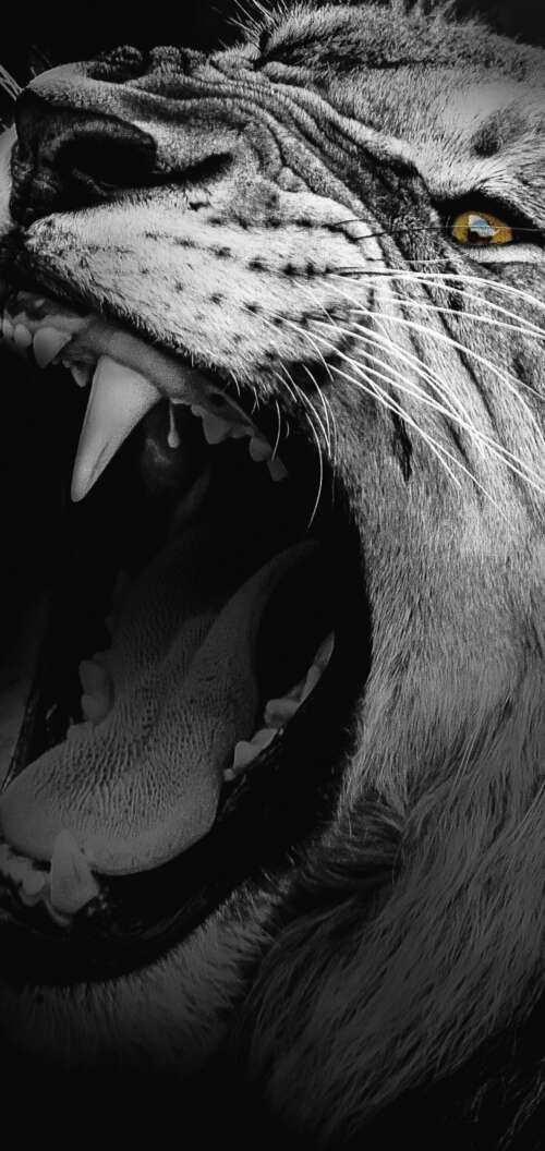 A high-contrast, monochrome close-up of an African lion roaring with its mouth wide... Oppo A6 wallpaper download