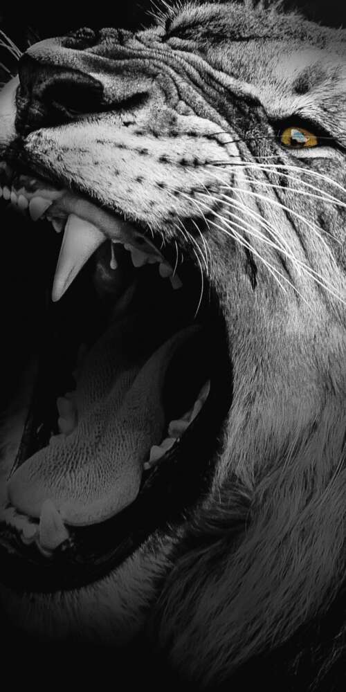 A high-contrast, monochrome close-up of an African lion roaring with its mouth wide... Doogee Fire 3 Ultra download free wallpaper for phone
