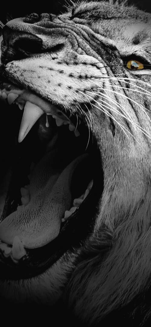 A high-contrast, monochrome close-up of an African lion roaring with its mouth wide... Samsung Galaxy F36 5G cell phone backgrounds free