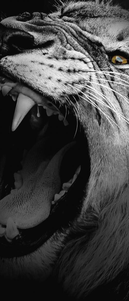 A high-contrast, monochrome close-up of an African lion roaring with its mouth wide... nubia Flip 3 wallpaper photo gallery download