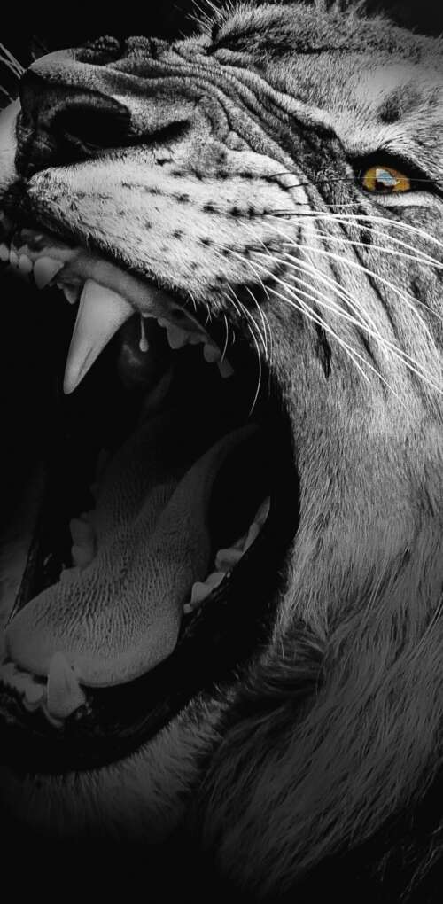 A high-contrast, monochrome close-up of an African lion roaring with its mouth wide... Huawei Mate 30 Pro wallpaper