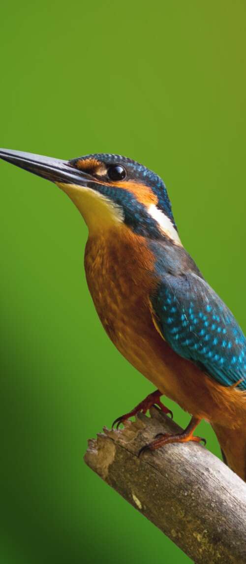 A colorful kingfisher bird perched on a tree branch with a blurred green natural... wallpaper