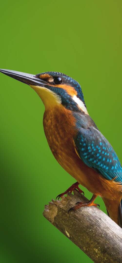 A colorful kingfisher bird perched on a tree branch with a blurred green natural... UmiDigi Umidigi X download free wallpaper for phone