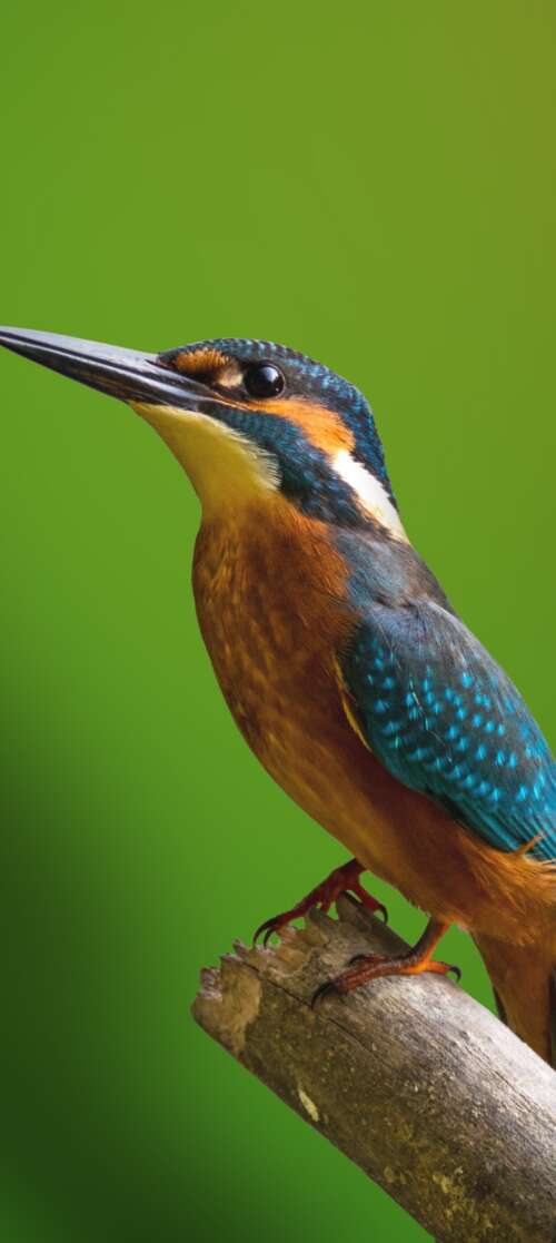 A colorful kingfisher bird perched on a tree branch with a blurred green natural... Oukitel WP66 cell phone backgrounds free