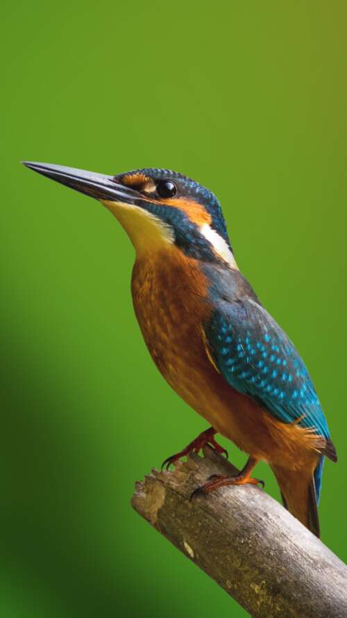 A colorful kingfisher bird perched on a tree branch with a blurred green natural... Apple iPhone SE 2022 high definition wallpaper