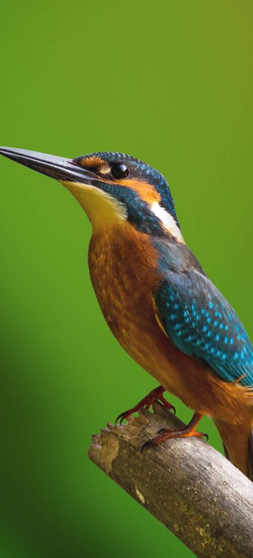A colorful kingfisher bird perched on a tree branch with a blurred green natural... Honor Power2 wallpaper download
