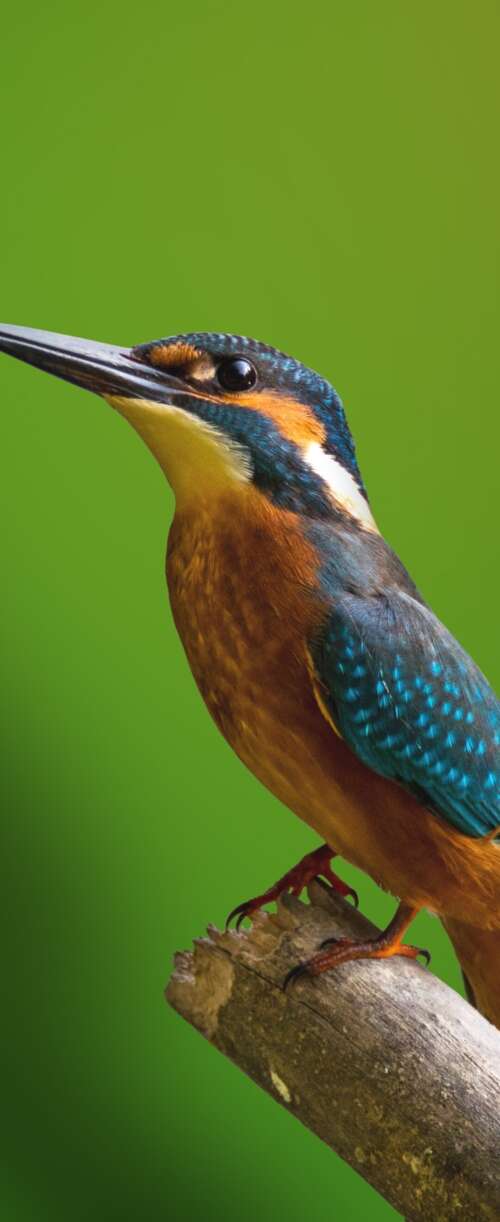 A colorful kingfisher bird perched on a tree branch with a blurred green natural... Samsung Galaxy Z Flip7 FE