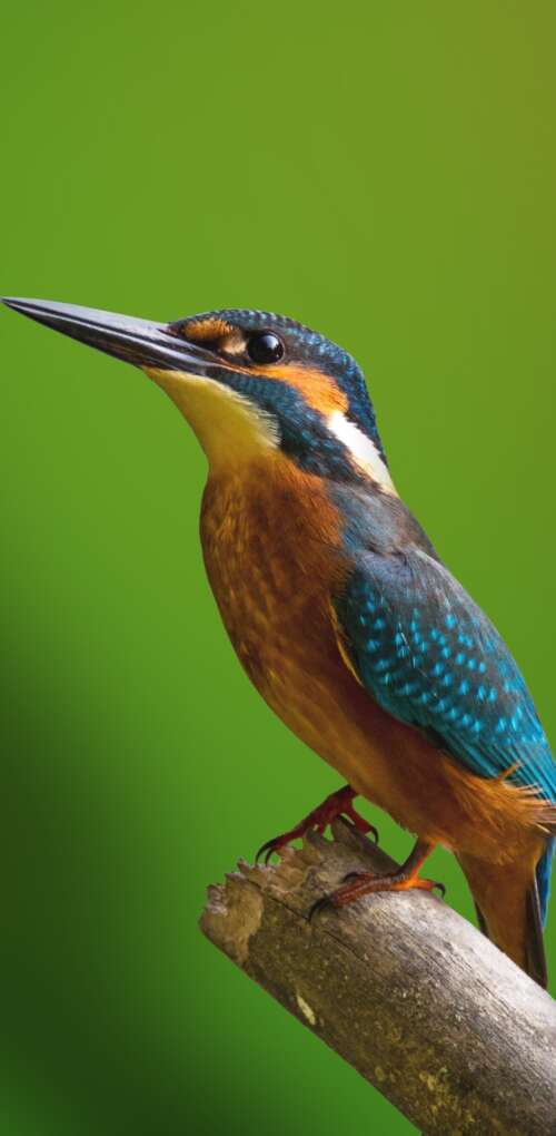 A colorful kingfisher bird perched on a tree branch with a blurred green natural... Huawei Mate 30 Pro download free wallpaper for phone