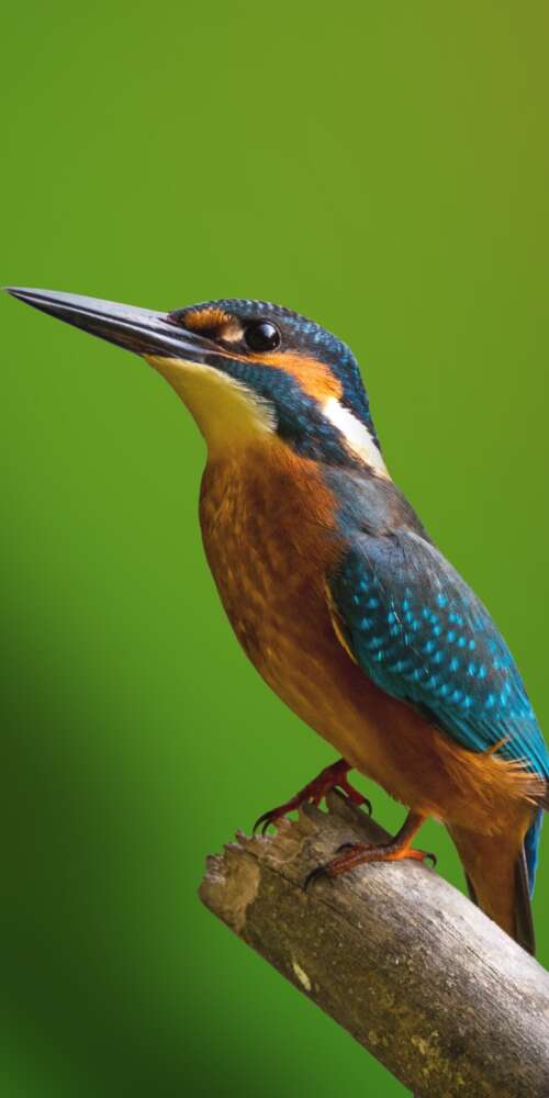 A colorful kingfisher bird perched on a tree branch with a blurred green natural... Doogee Fire 3 Ultra hand phone wallpaper