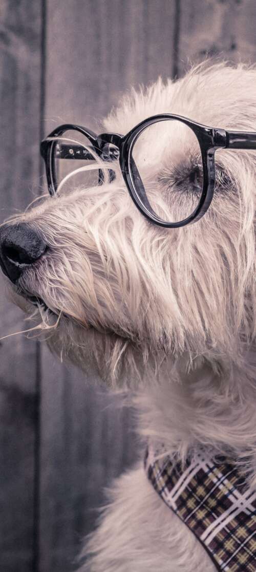 A cute dog wearing glasses resting on a wooden surface. wallpaper