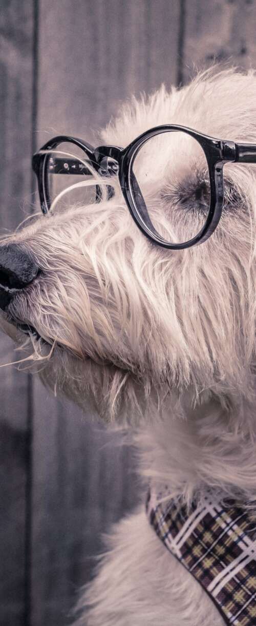 A cute dog wearing glasses resting on a wooden surface. Samsung Galaxy Z Flip7 FE free background images