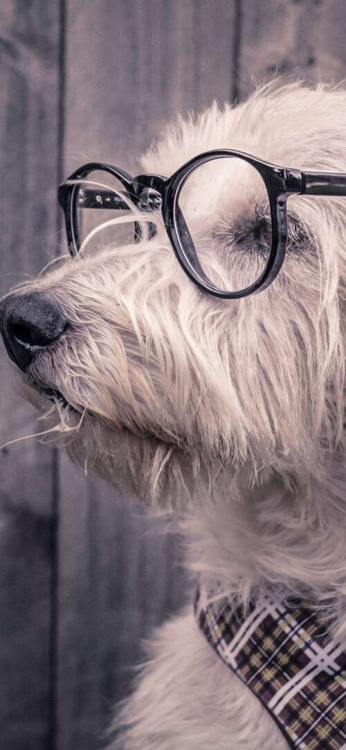 A cute dog wearing glasses resting on a wooden surface. Xiaomi Redmi 15 4G pictures for wallpaper