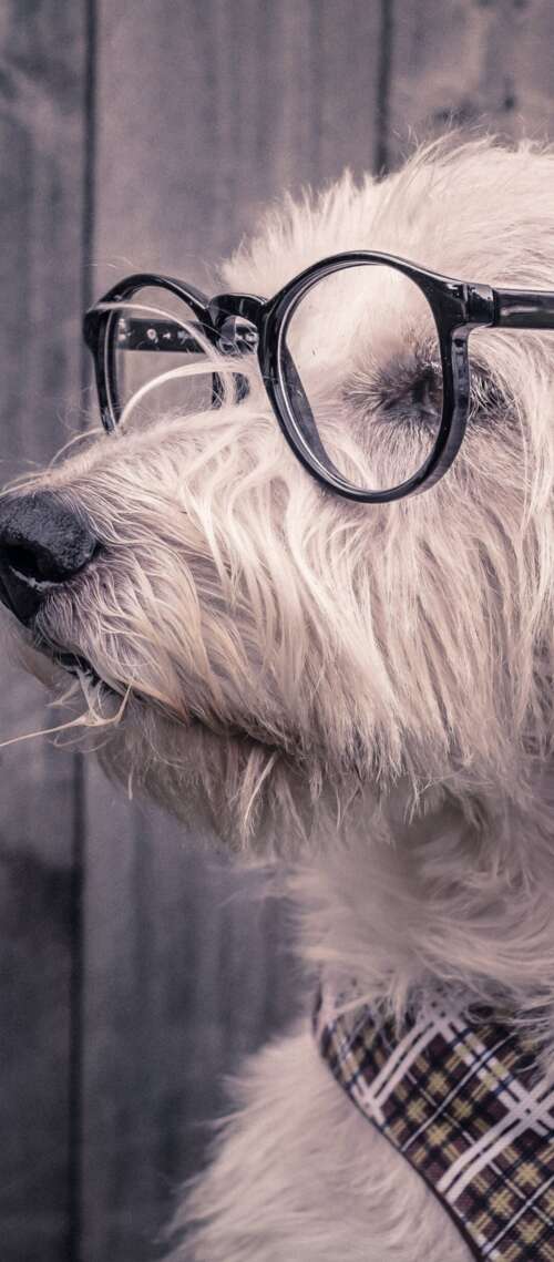 A cute dog wearing glasses resting on a wooden surface. Blackview XPLORE 1 Pro wallpaper photo gallery download