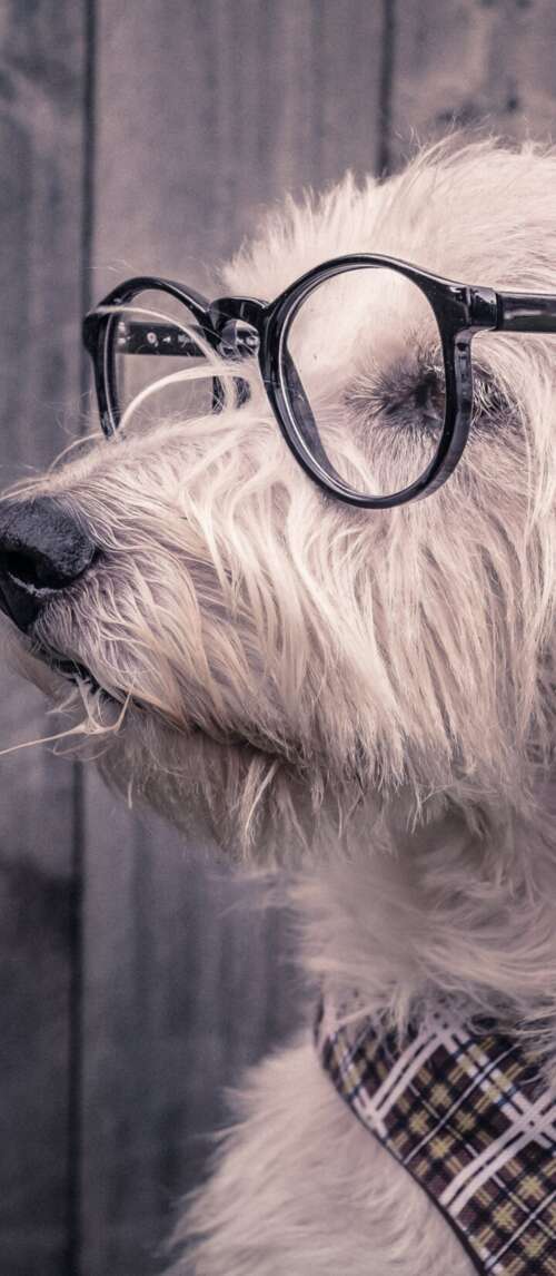 A cute dog wearing glasses resting on a wooden surface. Xiaomi Redmi 14C 5G free hd wallpapers