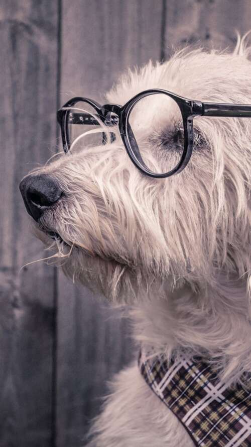 A cute dog wearing glasses resting on a wooden surface. Apple iPhone SE 2022 hand phone wallpaper