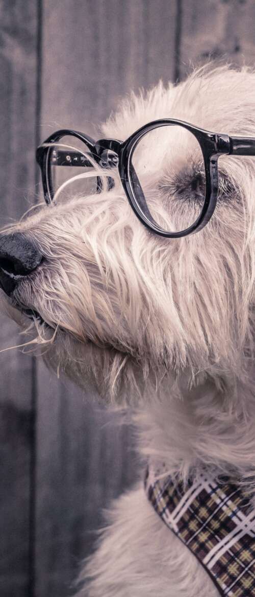 A cute dog wearing glasses resting on a wooden surface. nubia Flip 3 wallpaper
