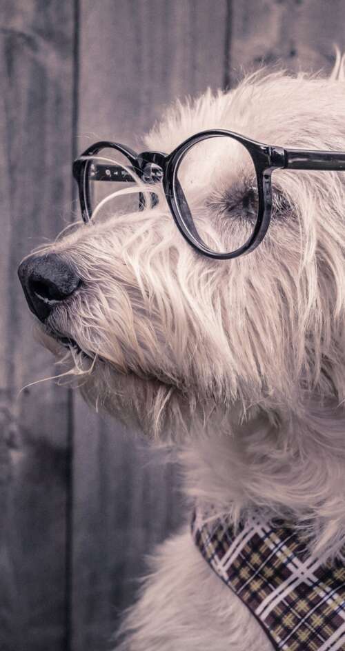 A cute dog wearing glasses resting on a wooden surface. Sharp Aquos C10 wallpaper photo gallery download