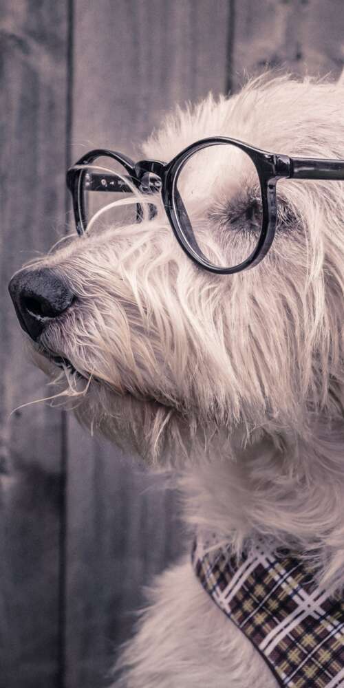 A cute dog wearing glasses resting on a wooden surface. Doogee Fire 3 Ultra wallpaper images