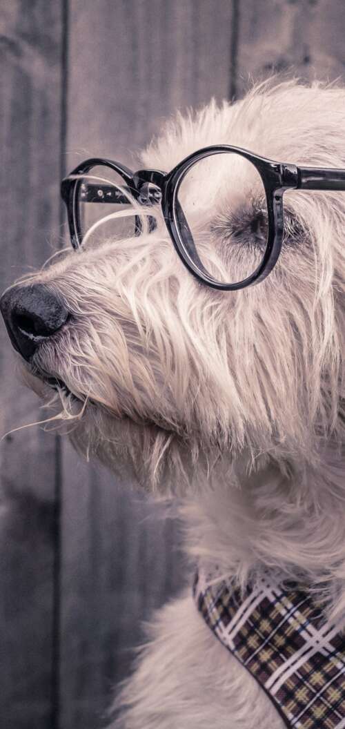 A cute dog wearing glasses resting on a wooden surface. Oppo A6x 5G download free phone wallpaper