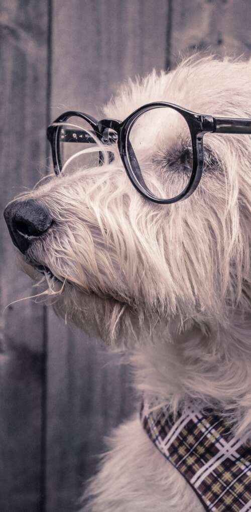 A cute dog wearing glasses resting on a wooden surface. Huawei Mate 30 Pro wallpaper photo gallery download