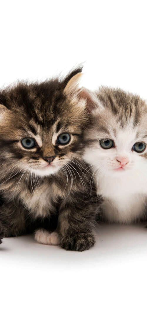 A collection of adorable and fluffy kittens sitting together on a solid white background. Honor Power2 hd background