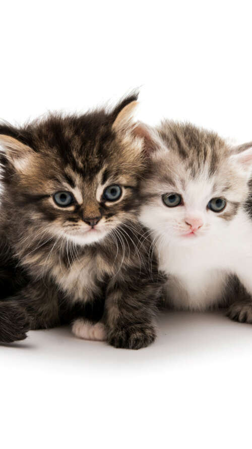 A collection of adorable and fluffy kittens sitting together on a solid white background. Apple iPhone SE 2022 free background images