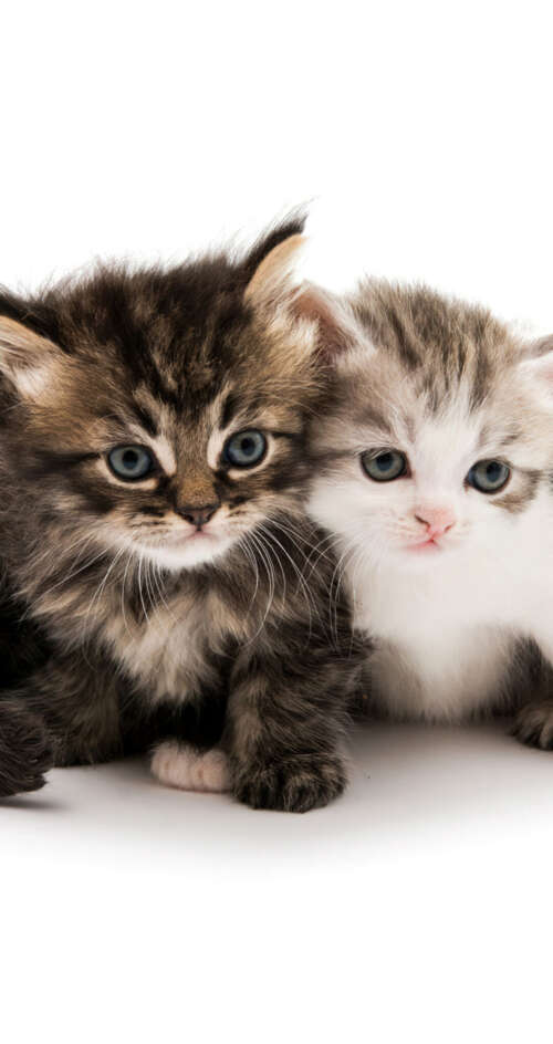 A collection of adorable and fluffy kittens sitting together on a solid white background. Sharp Aquos C10 free background