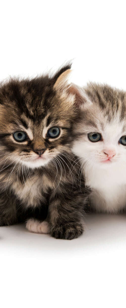 A collection of adorable and fluffy kittens sitting together on a solid white background. Samsung Galaxy Z Flip7 FE background images hd