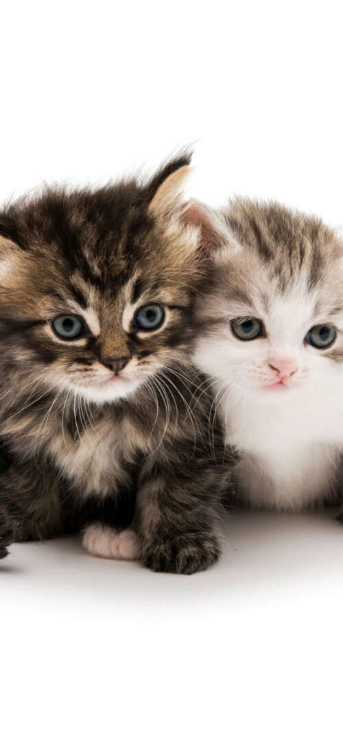 A collection of adorable and fluffy kittens sitting together on a solid white background. UmiDigi Umidigi X free background