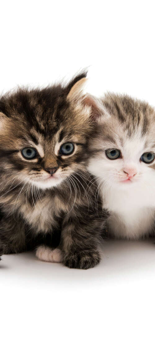 A collection of adorable and fluffy kittens sitting together on a solid white background. Oukitel C65 pictures for wallpaper