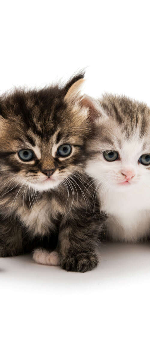 A collection of adorable and fluffy kittens sitting together on a solid white background. Samsung Galaxy Z TriFold wallpapers for android