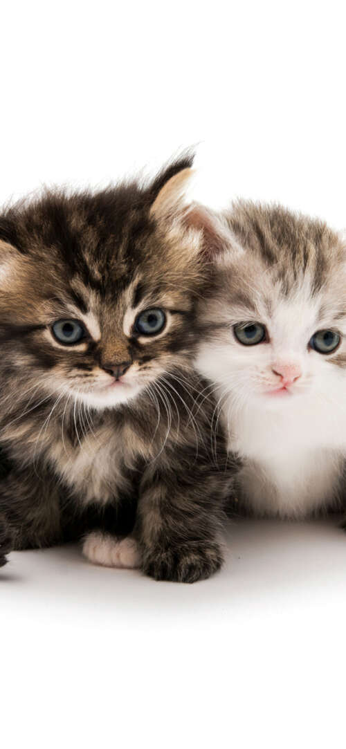 A collection of adorable and fluffy kittens sitting together on a solid white background. Samsung Galaxy S25 FE wallpaper download