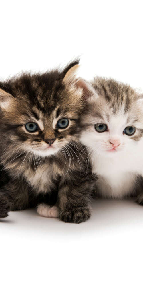 A collection of adorable and fluffy kittens sitting together on a solid white background. Doogee Fire 3 Ultra free hd wallpapers