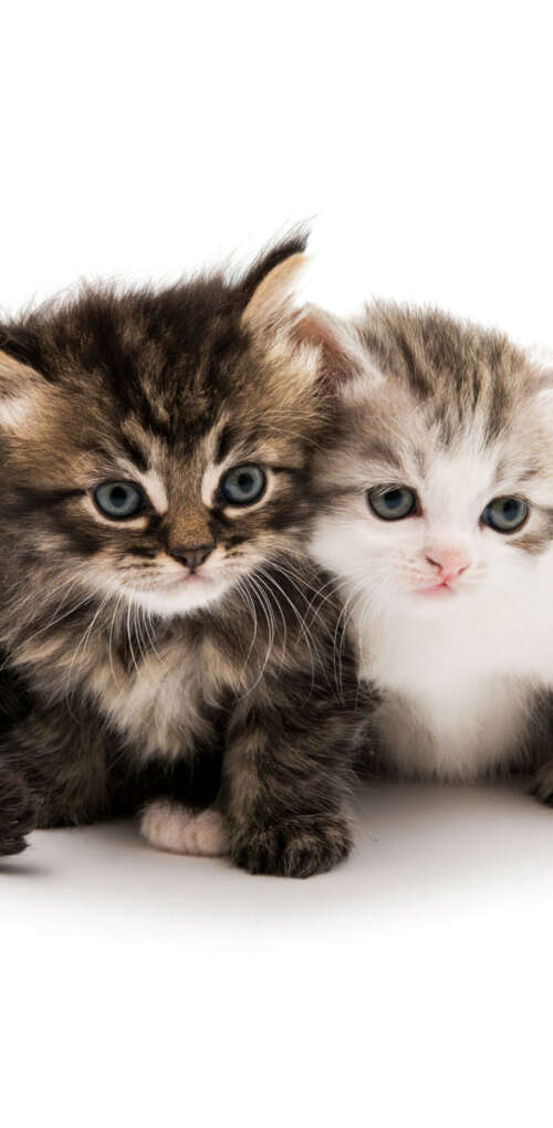 A collection of adorable and fluffy kittens sitting together on a solid white background. Huawei Mate 30 Pro free background