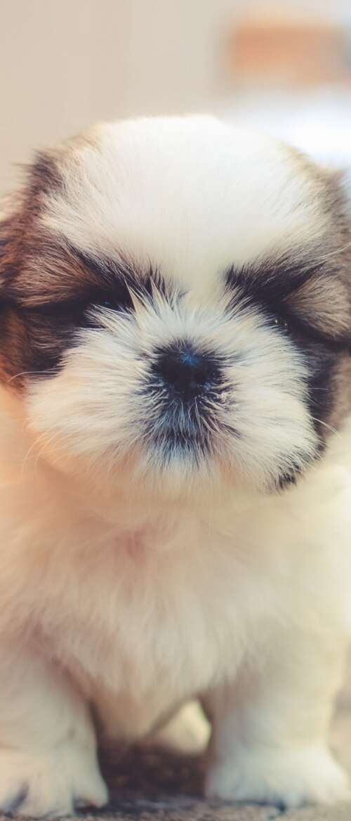 A group of small, fluffy, and adorable puppies with soft, cuddly fur. wallpaper
