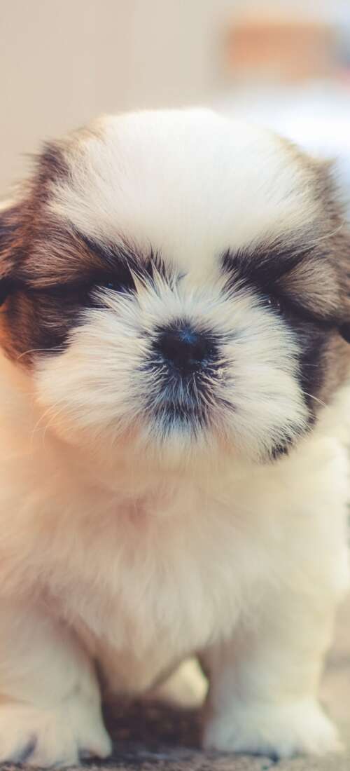 A group of small, fluffy, and adorable puppies with soft, cuddly fur. Motorola Moto X70 Air Pro