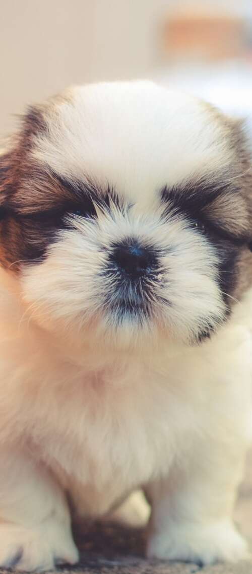 A group of small, fluffy, and adorable puppies with soft, cuddly fur. Xiaomi Redmi A4 wallpapers for android