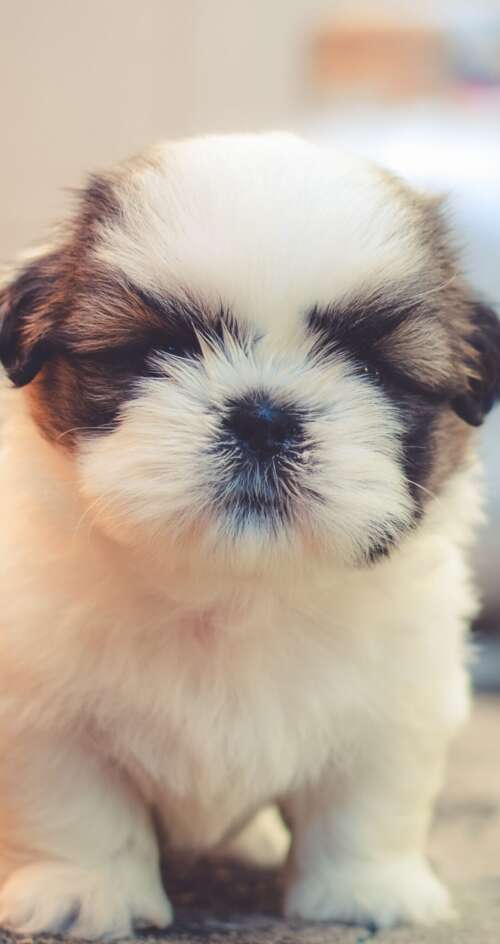 A group of small, fluffy, and adorable puppies with soft, cuddly fur. Sharp Aquos C10 wallpaper