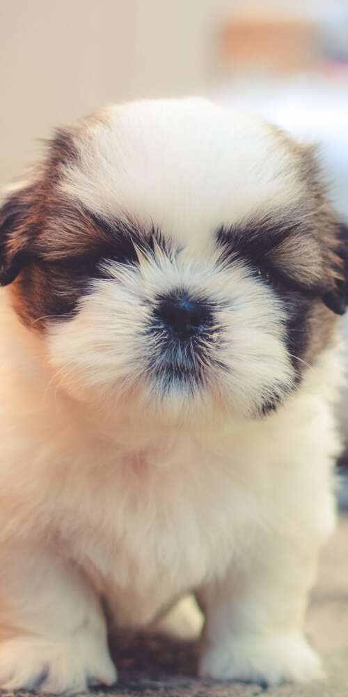 A group of small, fluffy, and adorable puppies with soft, cuddly fur. Doogee Fire 3 Ultra download free wallpaper for phone
