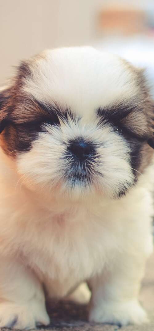 A group of small, fluffy, and adorable puppies with soft, cuddly fur. Samsung Galaxy S26 Ultra hand phone wallpaper