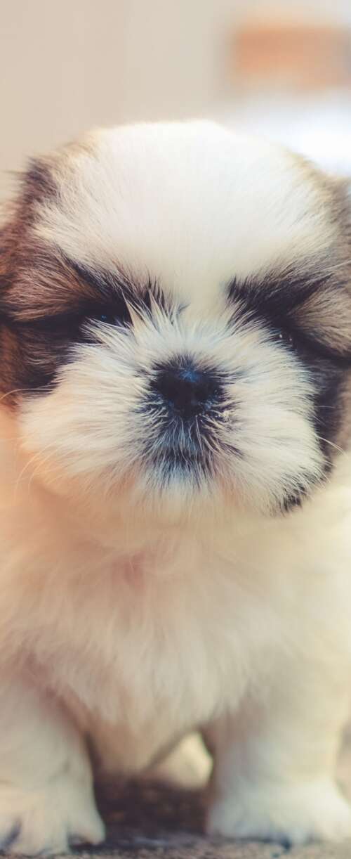 A group of small, fluffy, and adorable puppies with soft, cuddly fur. Samsung Galaxy Z Flip7 FE free wallpaper