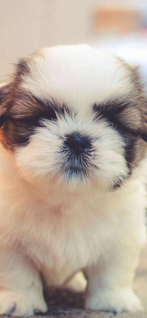 A group of small, fluffy, and adorable puppies with soft, cuddly fur. Samsung Galaxy S25 FE cell phone backgrounds free