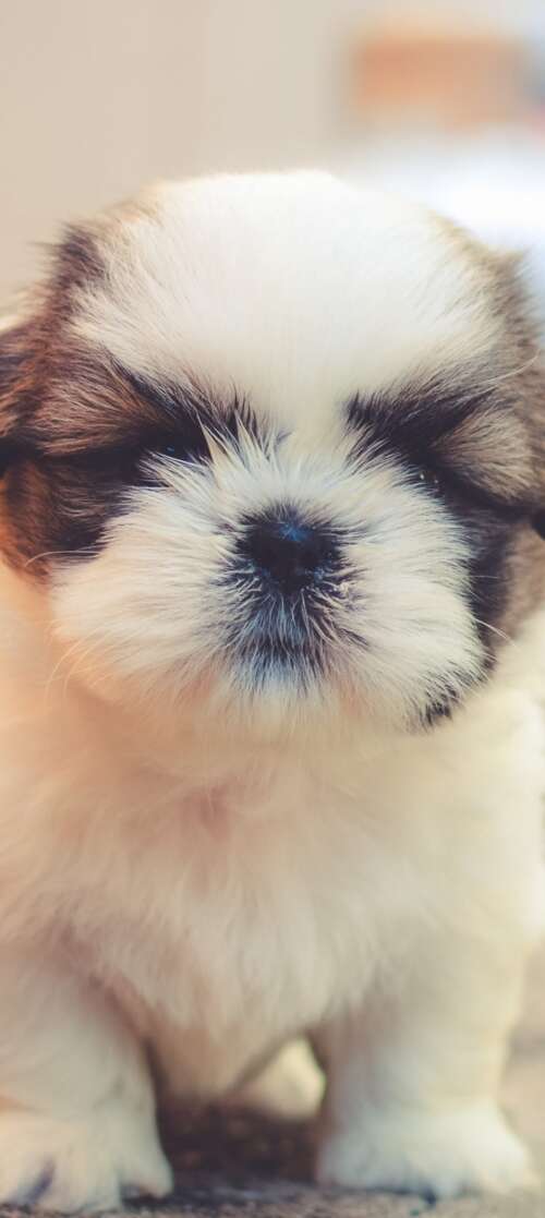 A group of small, fluffy, and adorable puppies with soft, cuddly fur. Motorola Moto G Stylus (2026)